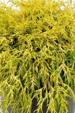 Gold Mop Threadleaf Cypress Tree (Standard Topiary) - 5 Gallon Pot 8 Gold Mop Threadleaf Cypress Tree (Standard Topiary) - 5 Gallon Pot -FRUIT TREES & PLANTS Sales chamaecyparis pisifera gold mop single trunk topiary tree 2
