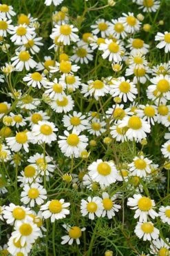 Roman Chamomile Plant - 6 Pack Of Pint Pots -FRUIT TREES & PLANTS Sales chamaemelum nobile roman chamomile 4