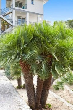 European Fan Palm - 7 Gallon Pot -FRUIT TREES & PLANTS Sales chamaerops humilis european fan palm 101
