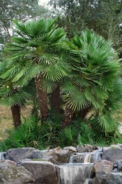 European Fan Palm - 7 Gallon Pot -FRUIT TREES & PLANTS Sales chamaerops humilis european fan palm 102