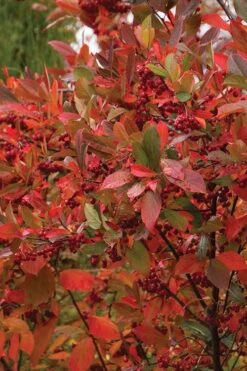 Brilliantissima Aronia (Red Chokeberry) - 3 Gallon Pot -FRUIT TREES & PLANTS Sales chokeberry brilliantissima aronia 500x750 1