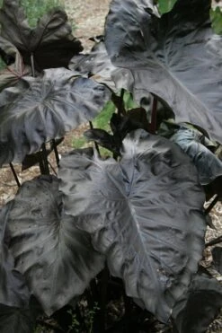 Royal Hawaiian Black Coral Elephant Ear (Colocasia) - 1 Gallon Pot -FRUIT TREES & PLANTS Sales colocasia esculenta black coral elephant ear 4