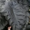 Royal Hawaiian Black Coral Elephant Ear (Colocasia) - 1 Gallon Pot 1 Royal Hawaiian Black Coral Elephant Ear (Colocasia) - 1 Gallon Pot -FRUIT TREES & PLANTS Sales colocasia esculenta black coral elephant ear 5