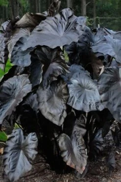 Royal Hawaiian Black Coral Elephant Ear (Colocasia) - 1 Gallon Pot -FRUIT TREES & PLANTS Sales colocasia esculenta black coral elephant ear 6