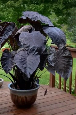 Royal Hawaiian Black Coral Elephant Ear (Colocasia) - 1 Gallon Pot -FRUIT TREES & PLANTS Sales colocasia esculenta black coral elephant ear 7
