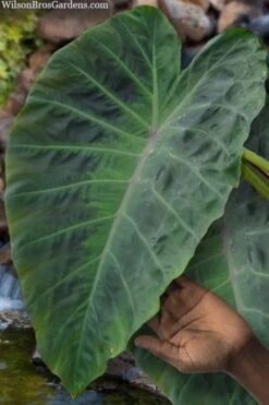 Maximus Gigante Hardy Elephant Ear (Colocasia) - 5 Gallon Pot -FRUIT TREES & PLANTS Sales colocasia maximus gigante elephant ears 3