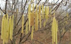 American Hazelnut (Filbert) - 3 Gallon Pot -FRUIT TREES & PLANTS Sales corylus american american hazelnut fall leaves 10 1