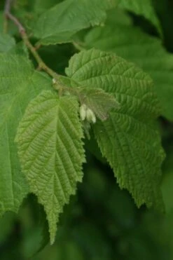 American Hazelnut (Filbert) - 1 Gallon Pot 17 American Hazelnut (Filbert) - 1 Gallon Pot -FRUIT TREES & PLANTS Sales corylus american american hazelnut fall leaves 12