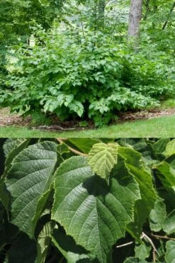 American Hazelnut (Filbert) - 3 Gallon Pot -FRUIT TREES & PLANTS Sales corylus american american hazelnut fall leaves 13 1