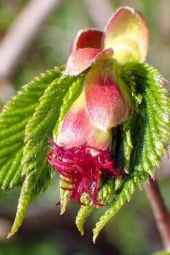American Hazelnut (Filbert) - 1 Gallon Pot 16 American Hazelnut (Filbert) - 1 Gallon Pot -FRUIT TREES & PLANTS Sales corylus american american hazelnut fall leaves 8
