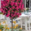 Berry Dazzle Dwarf Crape Myrtle (Single-Trunk Topiary) - 7 Gallon Pot -FRUIT TREES & PLANTS Sales crape myrtle berry dazzle tree form topiary standard 1