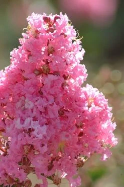 Sioux Pink Crape Myrtle Tree (Single Trunk) - 5 Gallon Pot 9 Sioux Pink Crape Myrtle Tree (Single Trunk) - 5 Gallon Pot -FRUIT TREES & PLANTS Sales crape myrtle sioux pink 52