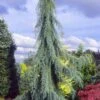 Raywood Weeping Arizona Cypress - 6 Gallon Pot -FRUIT TREES & PLANTS Sales cupressus arizonica raymonds weeping arizona cypress 1