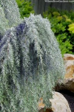 Raywood Weeping Arizona Cypress - 6 Gallon Pot -FRUIT TREES & PLANTS Sales cupressus arizonica raymonds weeping arizona cypress 3