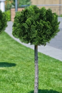 Dwarf Hinoki Cypress Tree (Single Trunk Topiary) - 7 Gallon Pot -FRUIT TREES & PLANTS Sales cypress dwarf hinoki stand topiary tree form 1