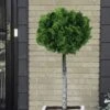Dwarf Hinoki Cypress Tree (Single Trunk Topiary) - 7 Gallon Pot -FRUIT TREES & PLANTS Sales cypress dwarf hinoki stand topiary tree form 5