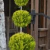 Goldcrest Monterey Lemon Cypress 3-Ball Poodle Tier Topiary - 7 Gallon Pot -FRUIT TREES & PLANTS Sales cypress goldcrest monterey poodle tier 1