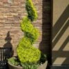 Goldcrest Monterey Lemon Cypress Spiral Topiary - 2 Gallon Pot 1 Goldcrest Monterey Lemon Cypress Spiral Topiary - 2 Gallon Pot -FRUIT TREES & PLANTS Sales cypress goldcrest monterey spiral topiary 11