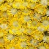 Banana Blast Yellow Ice Plant (Delosperma) - 5 Pack Of Pint Pots -FRUIT TREES & PLANTS Sales delosperma hot cakes banana blast 1