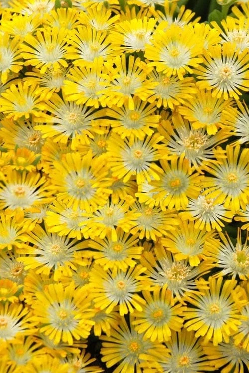 Banana Blast Yellow Ice Plant (Delosperma) - 5 Pack Of Pint Pots 3 Banana Blast Yellow Ice Plant (Delosperma) - 5 Pack Of Pint Pots