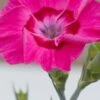 Bumbleberry Pie Dianthus (Carnations) - 1 Gallon Pot -FRUIT TREES & PLANTS Sales dianthus bumbleberry pie 10