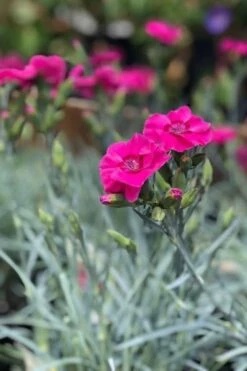 Bumbleberry Pie Dianthus (Carnations) - 1 Gallon Pot -FRUIT TREES & PLANTS Sales dianthus bumbleberry pie 3 500x750 1