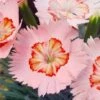 Georgia Peach Pie Dianthus - 1 Gallon Pot -FRUIT TREES & PLANTS Sales dianthus georgia peach pie 1