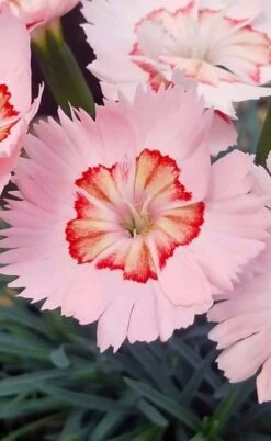 Georgia Peach Pie Dianthus - 1 Gallon Pot -FRUIT TREES & PLANTS Sales dianthus georgia peach pie 5