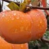Fuyu Persimmon Tree - 3 Gallon Pot -FRUIT TREES & PLANTS Sales diospyros kaki fuyu persimmon tree 10