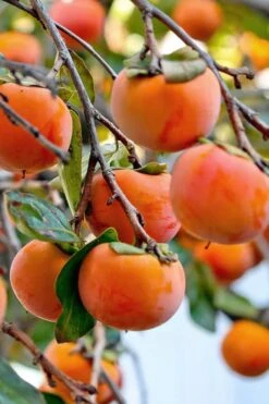 Fuyu Persimmon Tree - 3 Gallon Pot -FRUIT TREES & PLANTS Sales diospyros kaki fuyu persimmon tree 3