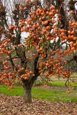 Fuyu Persimmon Tree - 3 Gallon Pot -FRUIT TREES & PLANTS Sales diospyros kaki fuyu persimmon tree 5