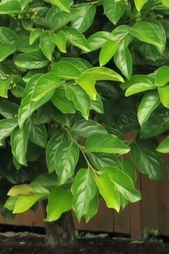 Fuyu Persimmon Tree - 3 Gallon Pot -FRUIT TREES & PLANTS Sales diospyros kaki fuyu persimmon tree 6