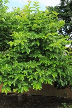 Fuyu Persimmon Tree - 3 Gallon Pot -FRUIT TREES & PLANTS Sales diospyros kaki fuyu persimmon tree 7