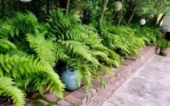 Autumn Brilliance Fern (Dryopteris Erythrosora) - 2.5 Quart Pot -FRUIT TREES & PLANTS Sales dryopteris erythrosora autumn brilliance fern 10