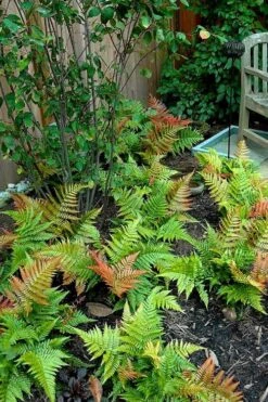 Autumn Brilliance Fern (Dryopteris Erythrosora) - 6 Pack Of 1 Gallon Pots -FRUIT TREES & PLANTS Sales dryopteris erythrosora autumn brilliance fern 11 3