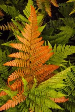 Autumn Brilliance Fern (Dryopteris Erythrosora) - 6 Pack Of 1 Gallon Pots -FRUIT TREES & PLANTS Sales dryopteris erythrosora autumn brilliance fern 2 3