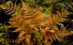 Autumn Brilliance Fern (Dryopteris Erythrosora) - 3 Gallon -FRUIT TREES & PLANTS Sales dryopteris erythrosora autumn brilliance fern 3 1