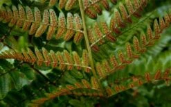 Autumn Brilliance Fern (Dryopteris Erythrosora) - 1 Gallon Pot -FRUIT TREES & PLANTS Sales dryopteris erythrosora autumn brilliance fern 4 2
