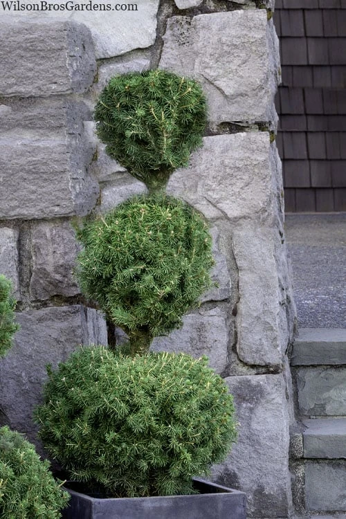 Poodle Tier Dwarf Alberta Spruce 3 Ball Topiary (3-Ball) - 3 Gallon Pot 3 Poodle Tier Dwarf Alberta Spruce 3 Ball Topiary (3-Ball) - 3 Gallon Pot