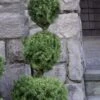 Poodle Tier Dwarf Alberta Spruce Topiary - 2 Gallon Pot -FRUIT TREES & PLANTS Sales dwarf alberta spruce 3 ball poodle tier 12 2