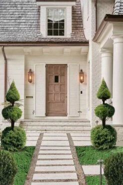 Dwarf Alberta Spruce 2-Ball Cone Topiary - 5 Gallon Pot 9 Dwarf Alberta Spruce 2-Ball Cone Topiary - 5 Gallon Pot -FRUIT TREES & PLANTS Sales dwarf alberta spruce 3 ball poodle tier with pyramid1