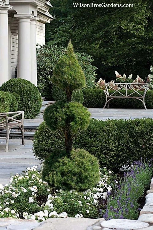 Dwarf Alberta Spruce 2-Ball Cone Topiary - 5 Gallon Pot 3 Dwarf Alberta Spruce 2-Ball Cone Topiary - 5 Gallon Pot