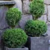 Poodle Tier Dwarf Alberta Spruce Topiary (2-Ball) - 2 Gallon Pot -FRUIT TREES & PLANTS Sales dwarf alberta spruce two ball poodle tier topiary 1