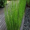 Horsetail Reed Grass - Equisetum Hyemale - 8 Pack Of 1 Gallon Pots -FRUIT TREES & PLANTS Sales equisetum hyemale horsetail reedgrass 100