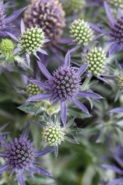 Blue Hobbit Sea Holly (Eryngium Planum) - 1 Gallon Pot -FRUIT TREES & PLANTS Sales eryngium planum blue hobbit sea holly 1 1