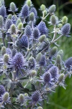 Blue Hobbit Sea Holly (Eryngium Planum) - 1 Gallon Pot -FRUIT TREES & PLANTS Sales eryngium planum blue hobbit sea holly 5 1