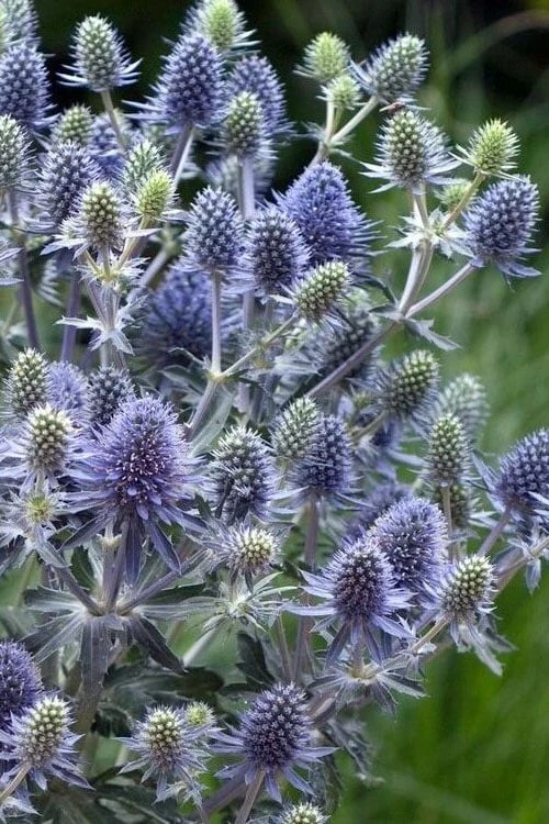 Blue Hobbit Sea Holly (Eryngium Planum) - 5 Pack Of Quart Pots 6 Blue Hobbit Sea Holly (Eryngium Planum) - 5 Pack Of Quart Pots - Image 4