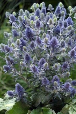 Blue Hobbit Sea Holly (Eryngium Planum) - 1 Gallon Pot