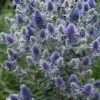 Blue Hobbit Sea Holly (Eryngium Planum) - 5 Pack Of Quart Pots 2 Blue Hobbit Sea Holly (Eryngium Planum) - 5 Pack Of Quart Pots -FRUIT TREES & PLANTS Sales eryngium planum blue hobbit sea holly 6