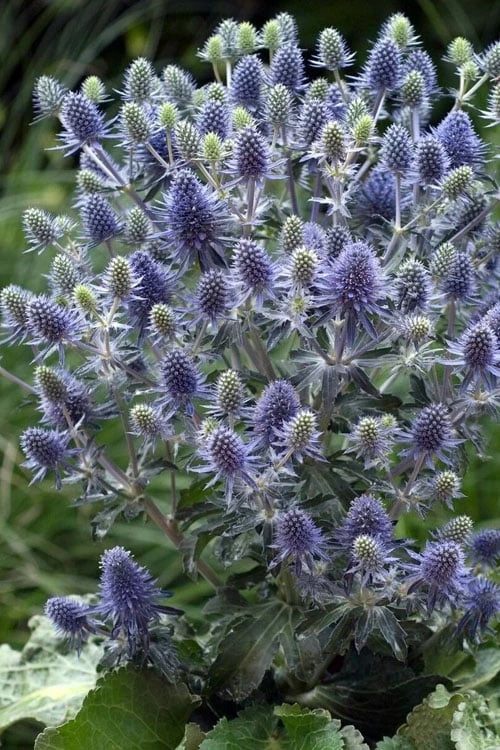 Blue Hobbit Sea Holly (Eryngium Planum) - 5 Pack Of Quart Pots 3 Blue Hobbit Sea Holly (Eryngium Planum) - 5 Pack Of Quart Pots